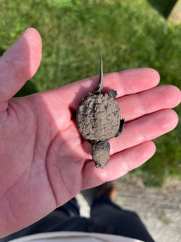 Common Snapping Turtle