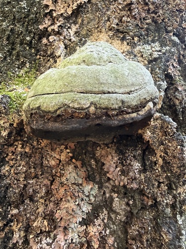 Hoof Fungus