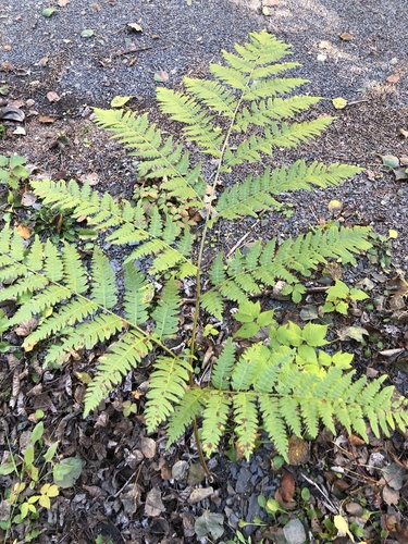 common bracken