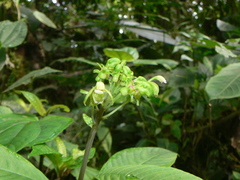 Burmeistera multiflora