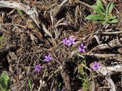 Campanula matritensis
