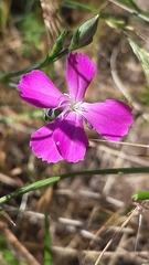 Dianthus cintranus cintranus