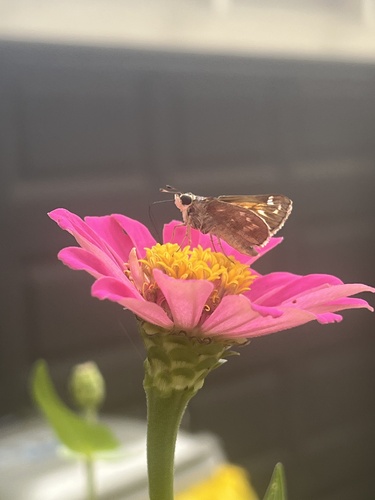 Huron Skipper