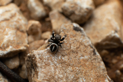 Pellenes geniculatus