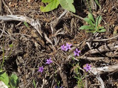 Campanula matritensis