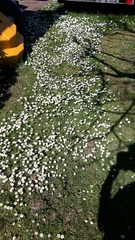 Bellis perennis