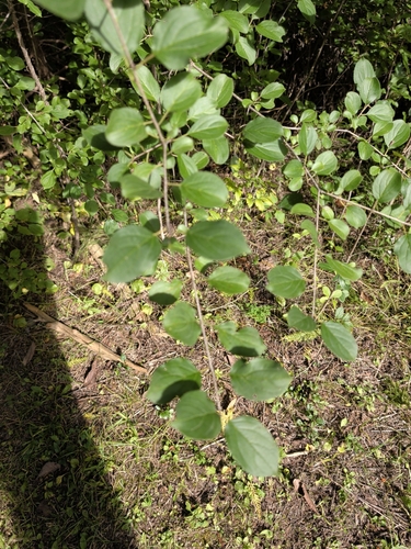 common buckthorn
