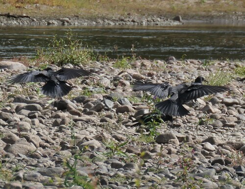 American Crow