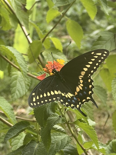 Black Swallowtail