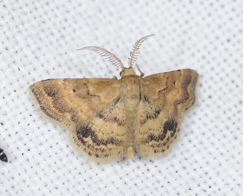 Emmiltis pygmaearia