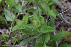 Eupatorium rotundifolium