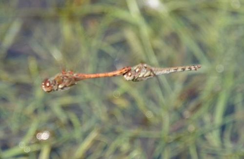 Common Darter