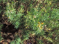 Adenocarpus hispanicus