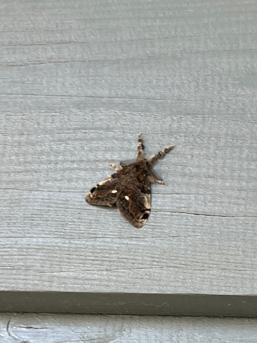 White-marked Tussock Moth