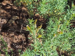 Adenocarpus hispanicus