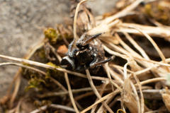 Pellenes geniculatus