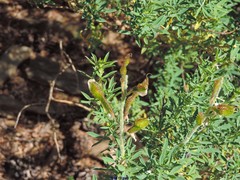 Adenocarpus hispanicus