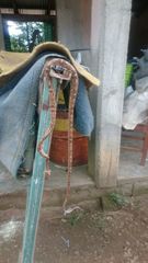 Trimorphodon biscutatus