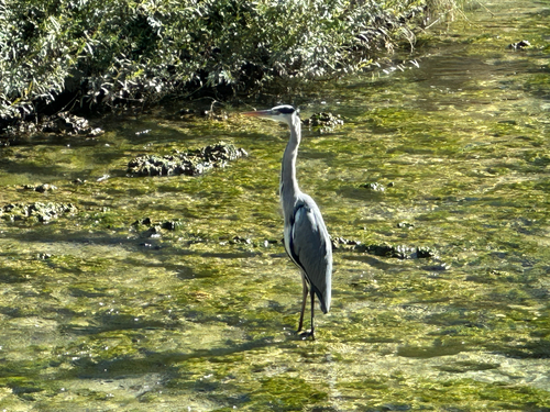 Grey Heron