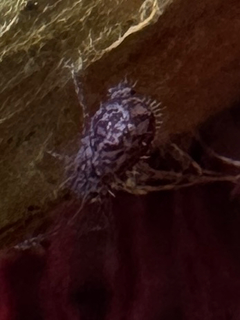 Ptenothrix marmorata
