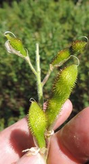 Adenocarpus hispanicus