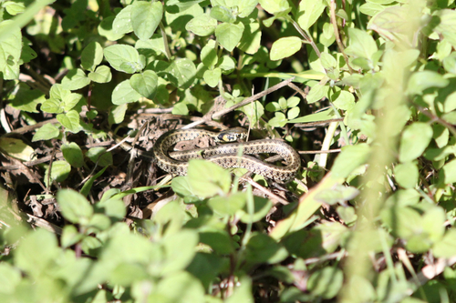 grass snake