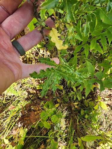 creeping thistle