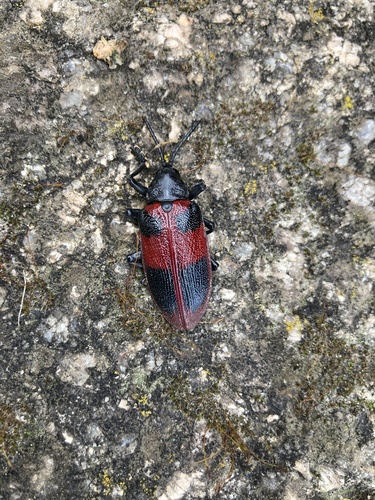 Coraliomela quadrimaculata