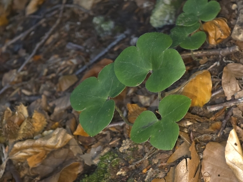 Liverleaf