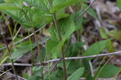 Eupatorium rotundifolium