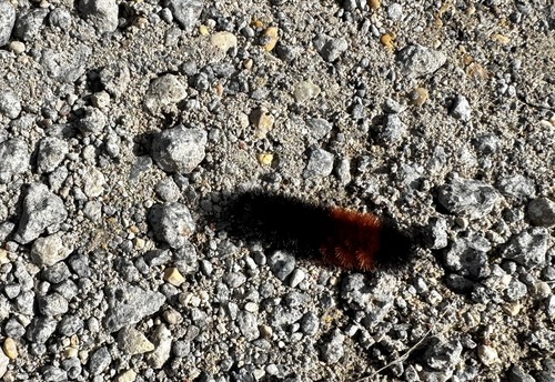 Isabella Tiger Moth