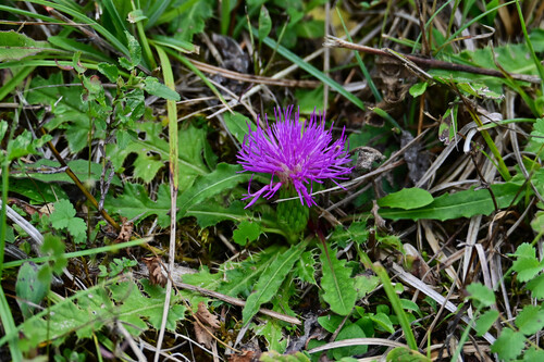 Stemless Thistle