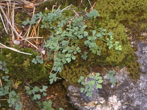 wall-rue