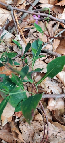Prenanthes purpurea, photograph 2