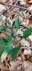 Prenanthes purpurea, photograph (c) Ondřej Křivan, some rights reserved (CC BY)