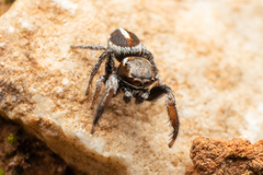 Pellenes geniculatus