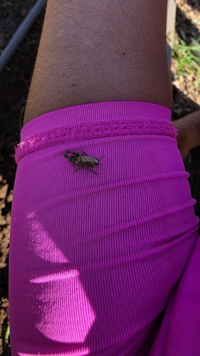 Mexican Pygmy Grasshopper