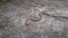 Trimorphodon biscutatus