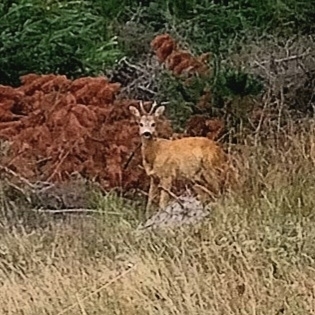 Western Roe Deer