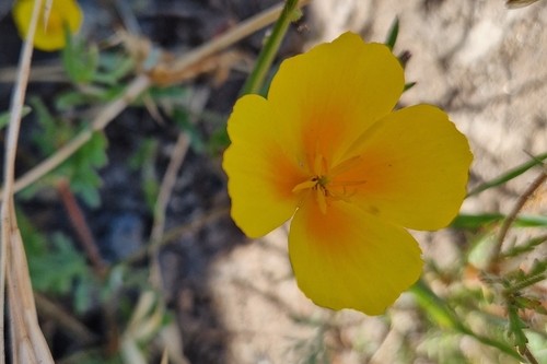 iNaturalist observation photo of Tufted Poppy