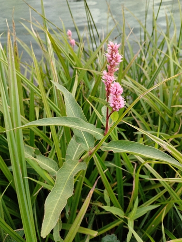 water smartweed