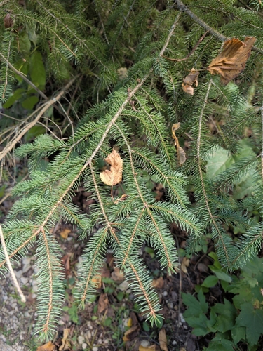 white spruce