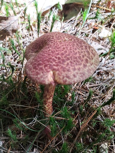 Painted Suillus