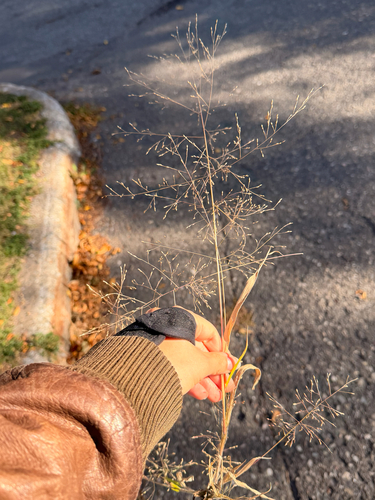 witch grass