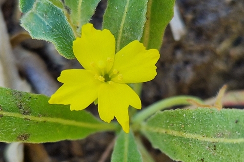 iNaturalist observation photo of miniature suncup