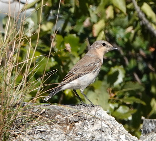 Northern Wheatear