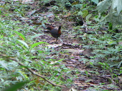 Formicarius rufipectus