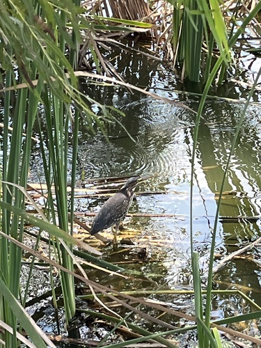 Green Heron