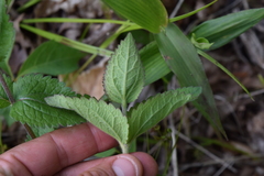 Eupatorium rotundifolium
