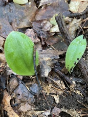 Galearis spectabilis